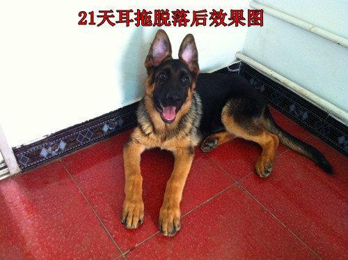 德牧立耳器狗耳贴小狗竖耳托阿拉宠物矫正柯基雪纳瑞辅助马犬杜宾小号