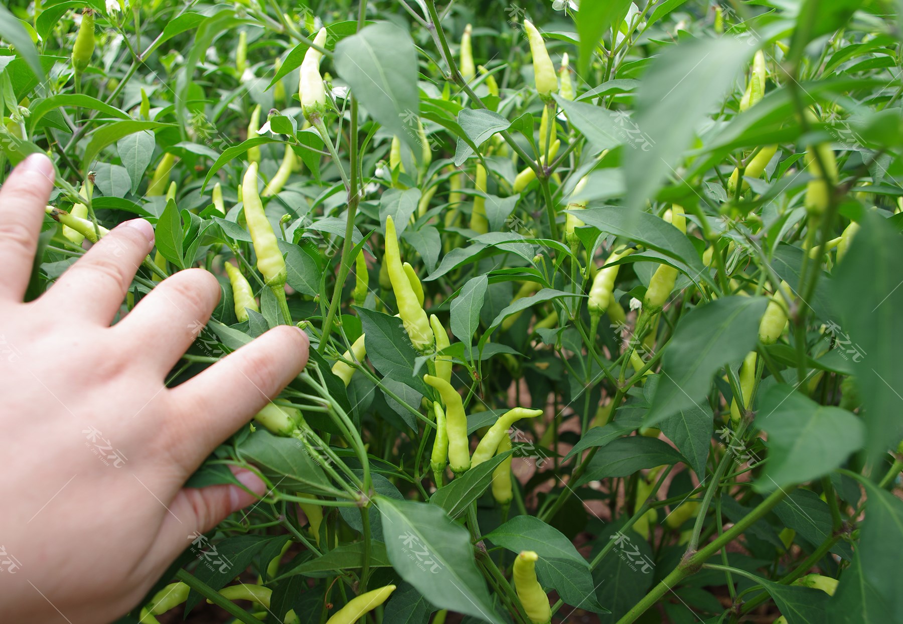 小米椒种子朝天椒辣椒籽超树四川春季秋四季五七彩盆栽比南方孑苗