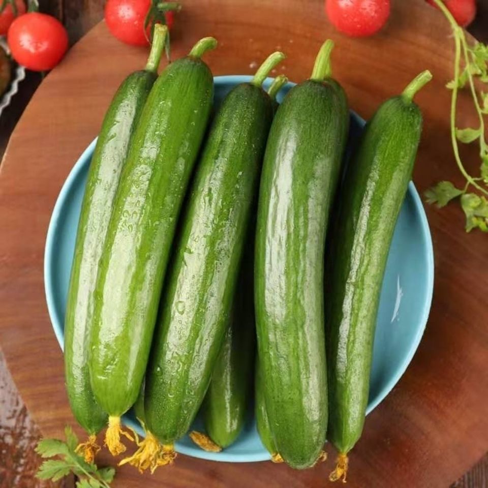 赛卡伊乳瓜水果黄瓜无刺生吃新鲜蔬菜农家自种现摘现发小黄瓜