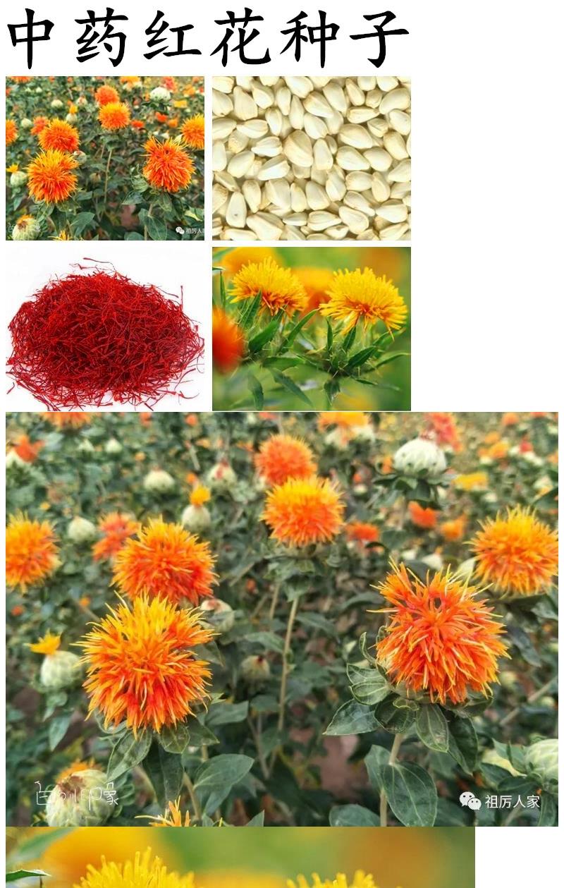 子暄園藝用品 紅花種子材藏紅花種子新疆產紅花籽紅花