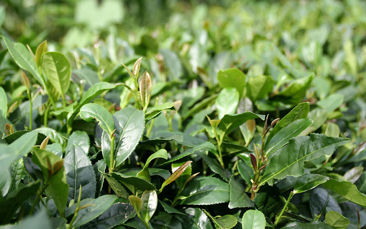 子暄特价绿茶种子茶种子茶树种子茶叶种子茶树籽绿茶籽包芽