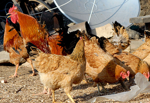 40枚净重2000克嗨唛噌大连庄河特产大骨鸡散养闯山粮食喂养笨柴鸡溜达