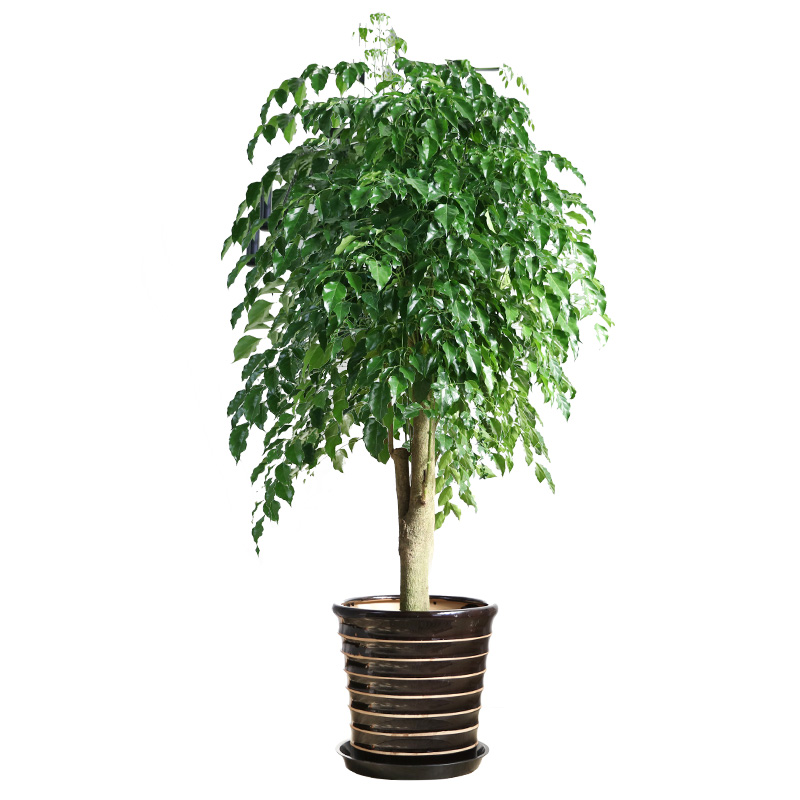 xj幸福树绿宝室内苗木树苗植物不含盆绿植花卉苗木可开发票5060厘米高