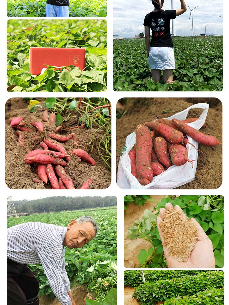 正宗福建六鳌半岛沙地红薯25斤偶数件发货单果24两农家自种番薯现挖香