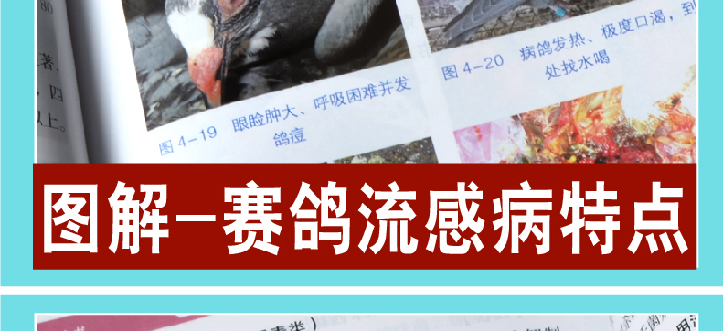 [諾森正版]新編賽鴿疾病診療全書賽鴿子高效養殖技術大全書籍賽鴿常見