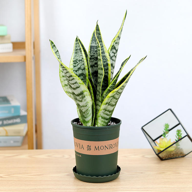 绿萝金边吊兰虎皮兰吸毒草盆栽吸甲醛绿植室内净化空气花卉植物