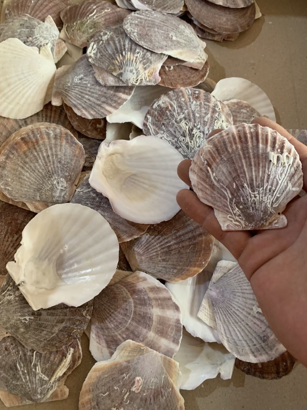 天然烧烤蒜蓉粉丝大白扇贝壳夏贻贝半壳贝壳10到12厘米白扇贝100片