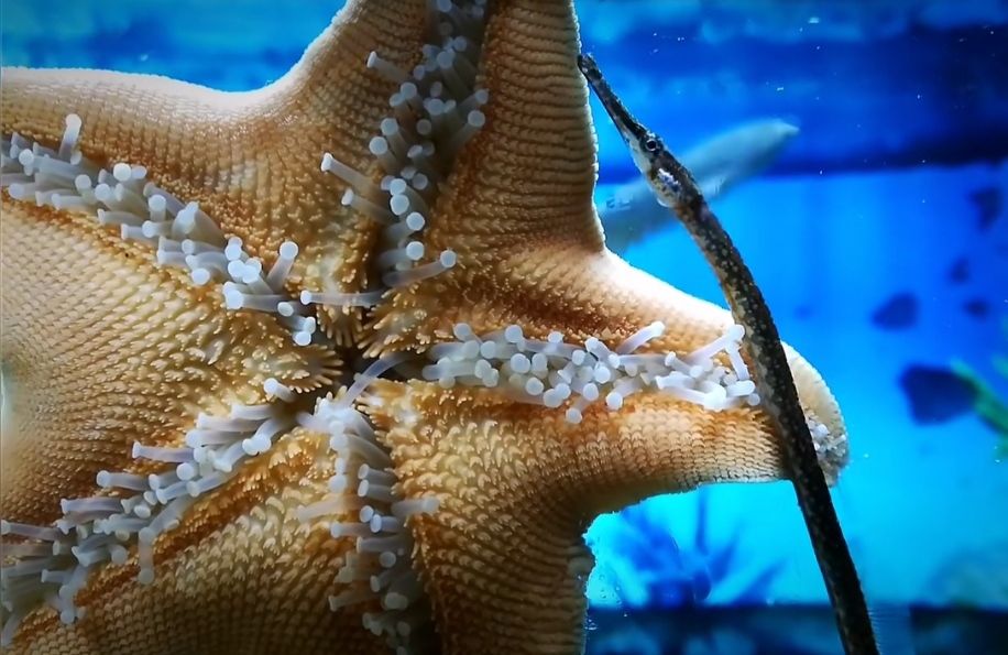 海星活宠物活体野生海水鱼缸迷你海洋生物观赏动物活的翻砂小海星海星