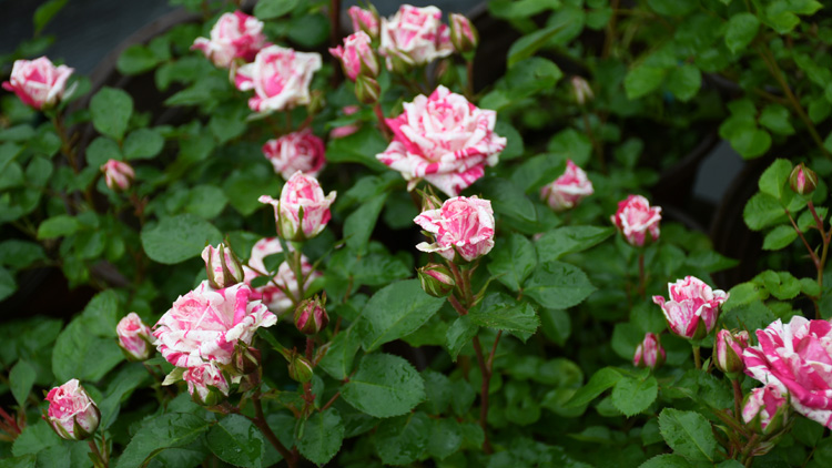 阳台微型月季闪电舞条纹多头盆栽微月观花绿植四季花卉绿色植物