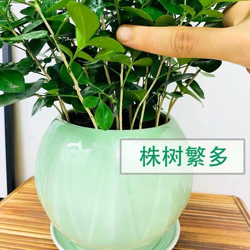 九里香盆栽帶花綠植盆栽七里香九里香苗開花香氣襲人驅蚊植物大花白色