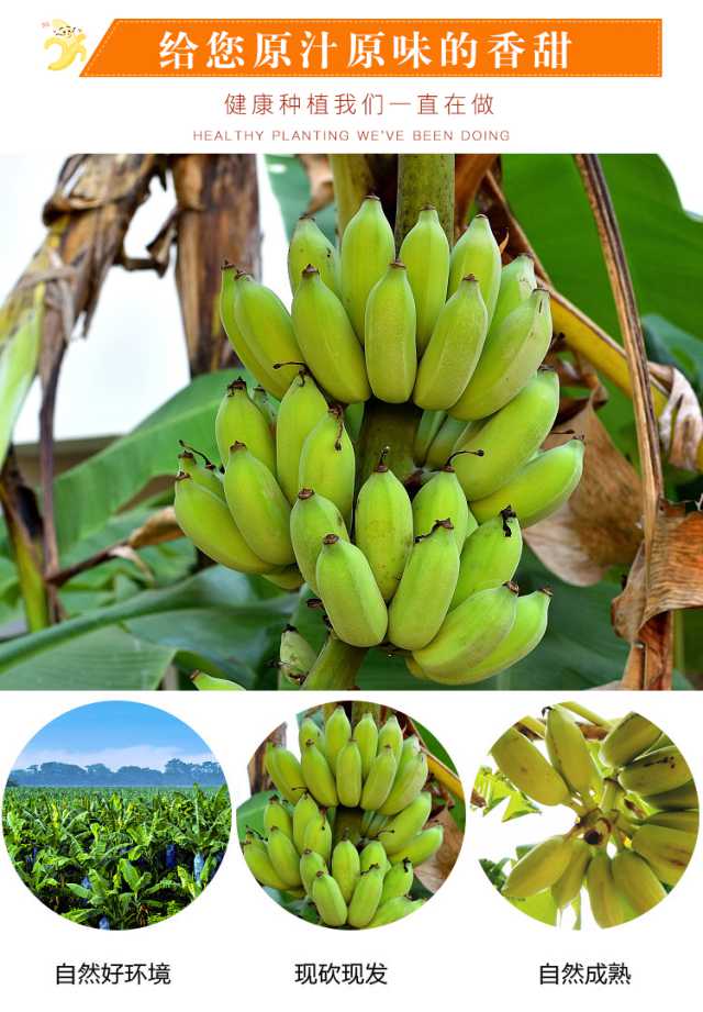 贵州册亨糯米蕉小米蕉香蕉自然熟水果新鲜当季水果净含量5斤