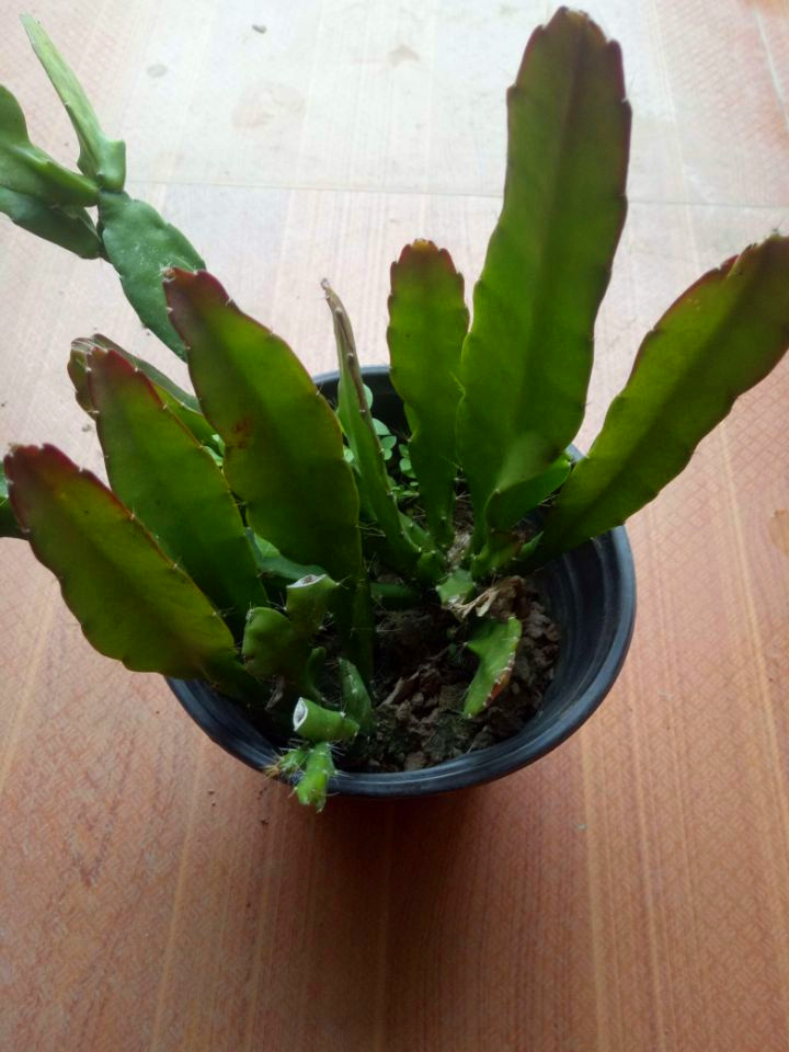 封后花卉室内绿植仙人多肉植物粉色令箭荷花苗盆栽 叶片插苗 带根发货