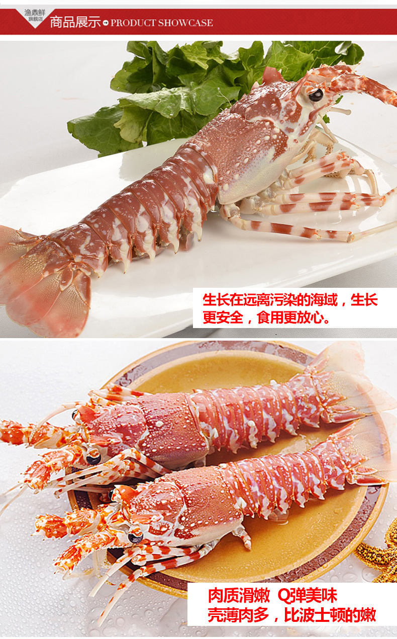 渔鼎鲜莫桑比克玫瑰龙虾250350g只活冻可做刺身料理媲美澳龙