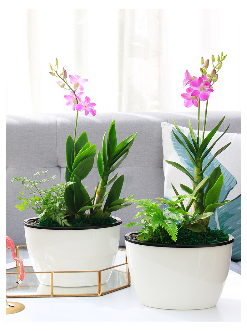 石斛兰带花盆栽阳台绿植花卉水培植物观花室内花四季好养兰花盆景