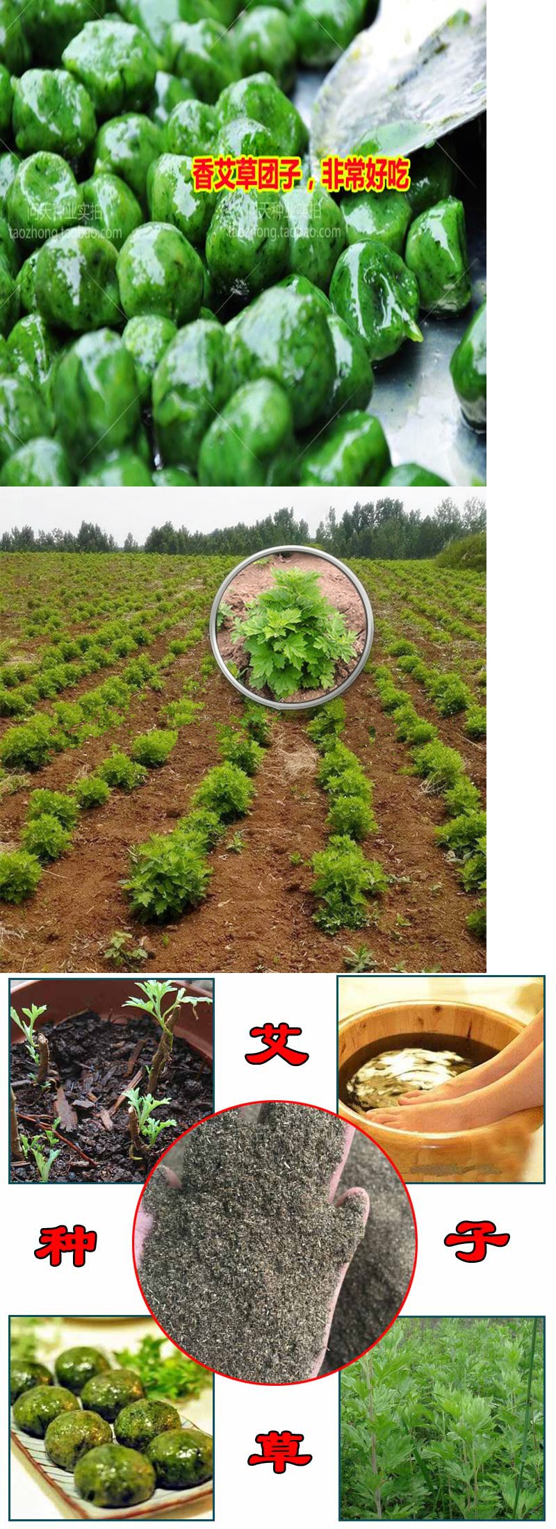 散装药用艾种子艾蒿艾叶种子陈艾艾绒香艾盆栽防蚊虫花籽1000粒品种