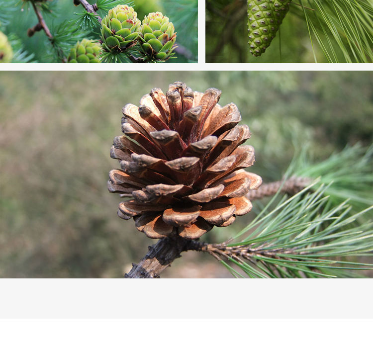 新货东北手剥开口松子仁50g500g松果散装原味干果坚果零食批发