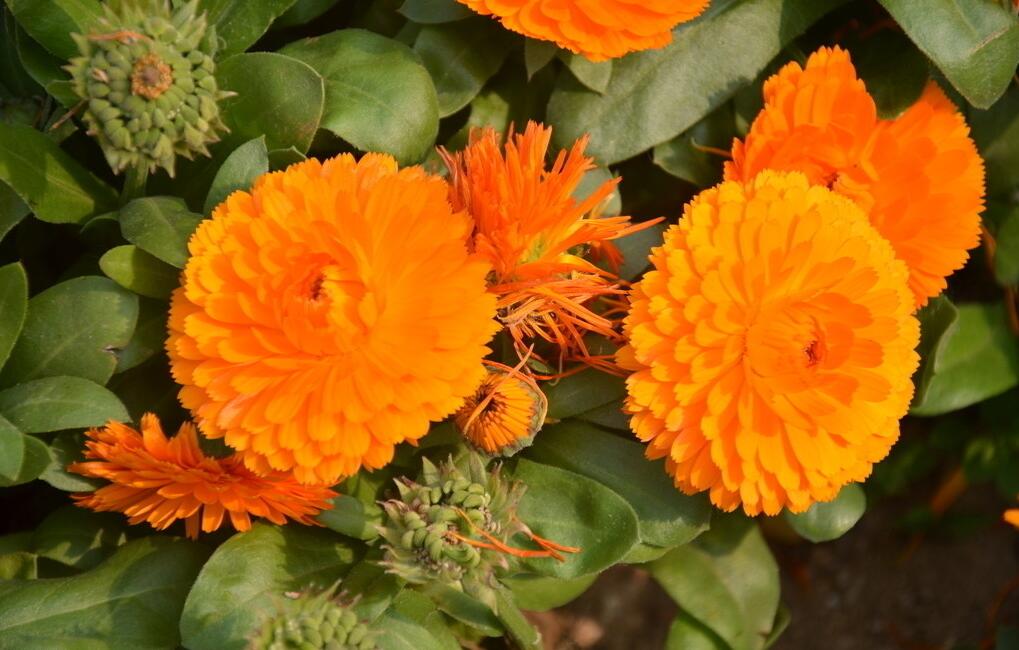 子暄金盏菊种子庭院花种子园林绿化植物花海冬季耐寒花坛景区花种子