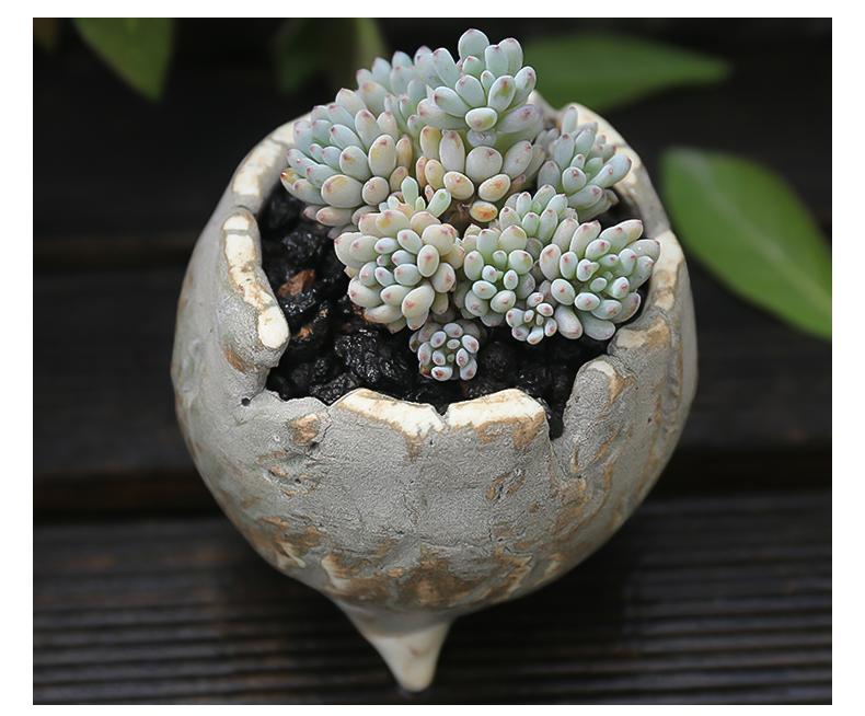 蓝豆群生多肉植物多头老桩室内阳台防辐射多肉组合盆栽绿植花卉