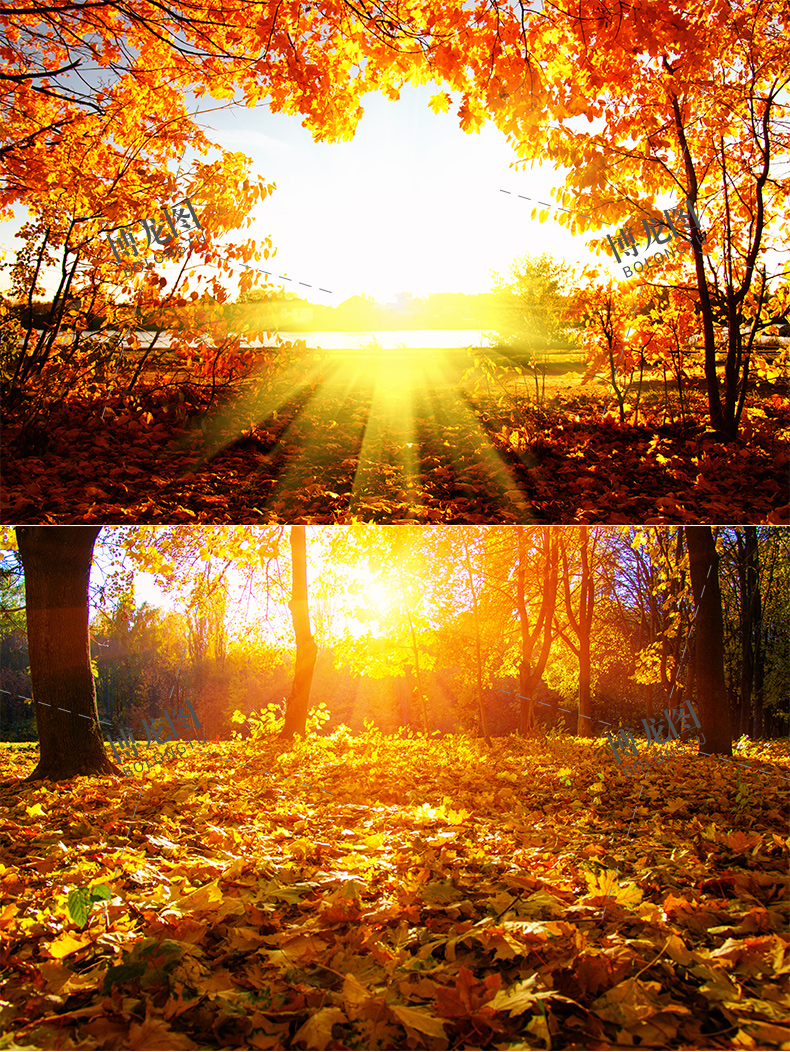 a423金秋树林落叶秋季唯美影楼婚纱风景背景高清图片ps素材
