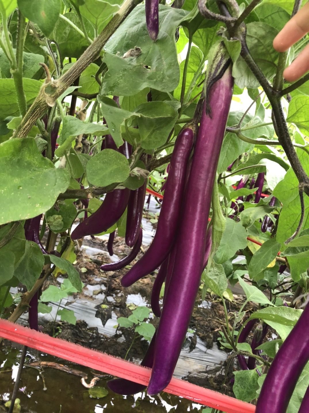 湛航茄果瓜类 湛航 杭茄一号长茄蔬菜,紫长线茄,茄瓜,精品线茄子,非圆