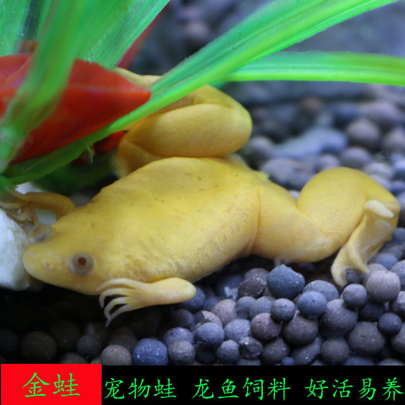 金蛙小金蛙活体金蛙活体饲料活小金蛙活体龙鱼饲料宠物蛙青蛙 2只小金