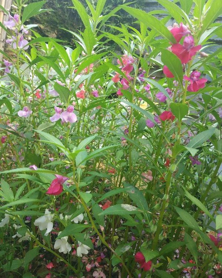 鳳仙花種子新採指甲花種子混色金鳳花景觀綠化盆栽庭院花