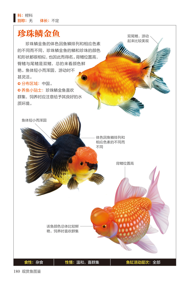 观赏鱼图鉴162种观赏鱼的神秘世界图鉴珍藏丛书动物百科书籍科普读物
