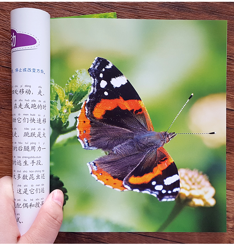 书大全宝宝认知儿童关于昆虫的书图片图鉴小学生kkuu60》无著【摘要