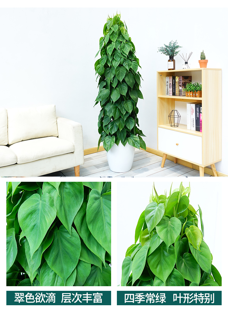 子暄园艺用品 心叶藤盆栽植物室内大绿植绿萝柱盆栽