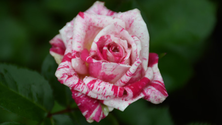 阳台微型月季闪电舞条纹多头盆栽微月观花绿植四季花卉绿色植物