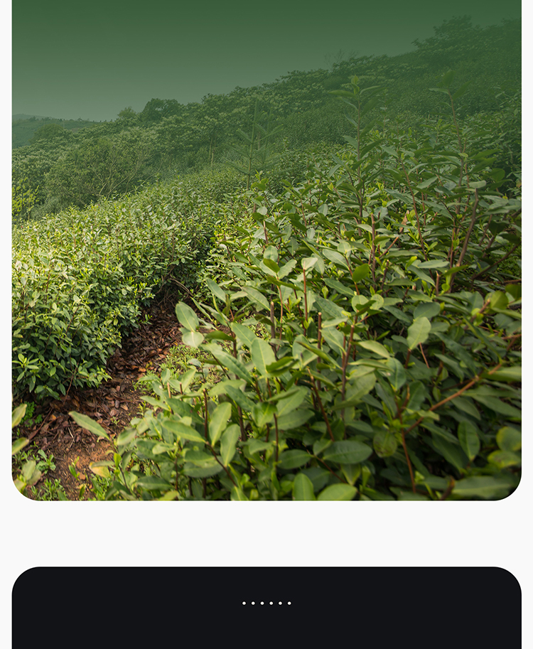 苏宁超市自营超级新品 小罐茶2021年新茶碧螺春明前绿茶茶叶礼盒装45g