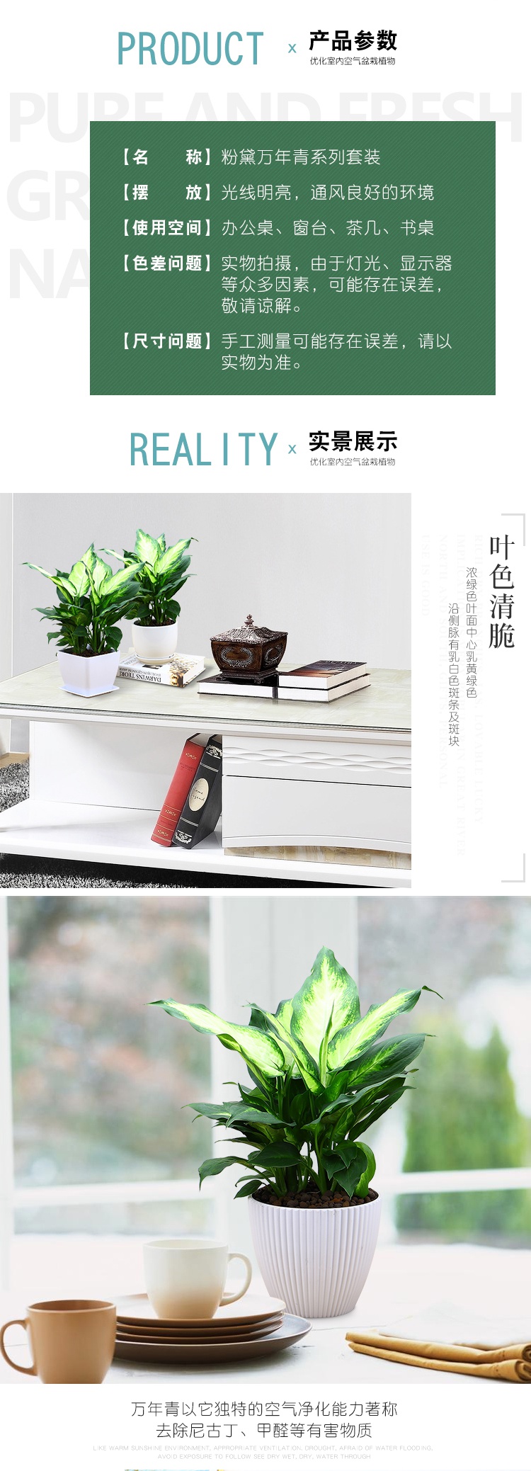 艺呈 Yicheng 园艺用品花叶万年青银皇后盆栽花卉室内净化空气吸甲醛桌面植物艺呈粉黛万年青 白色仿瓷盆 带盆栽好 价格图片品牌报价 苏宁易购福文姚家居专营店