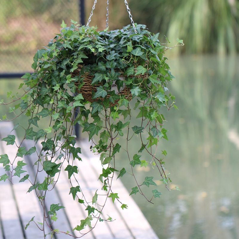 常春藤盆栽垂吊花卉吊兰绿植四季常青植物净化空气去除苯吸甲醛