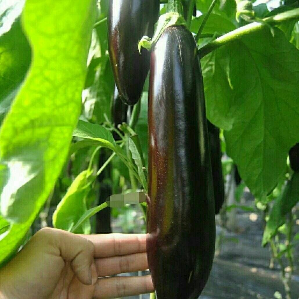 湛航茄果瓜类 新鲜茄子 大棚茄子 大龙茄子 寿光 5斤鲜亮茄子【价格