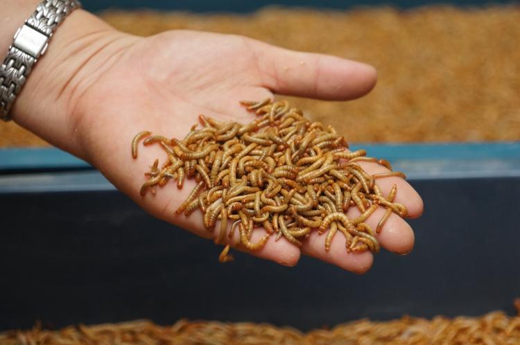 面包虫活体黄粉虫大麦虫宠物饲料画眉八哥小鸟喂乌龟蜥蜴顺丰 面包虫