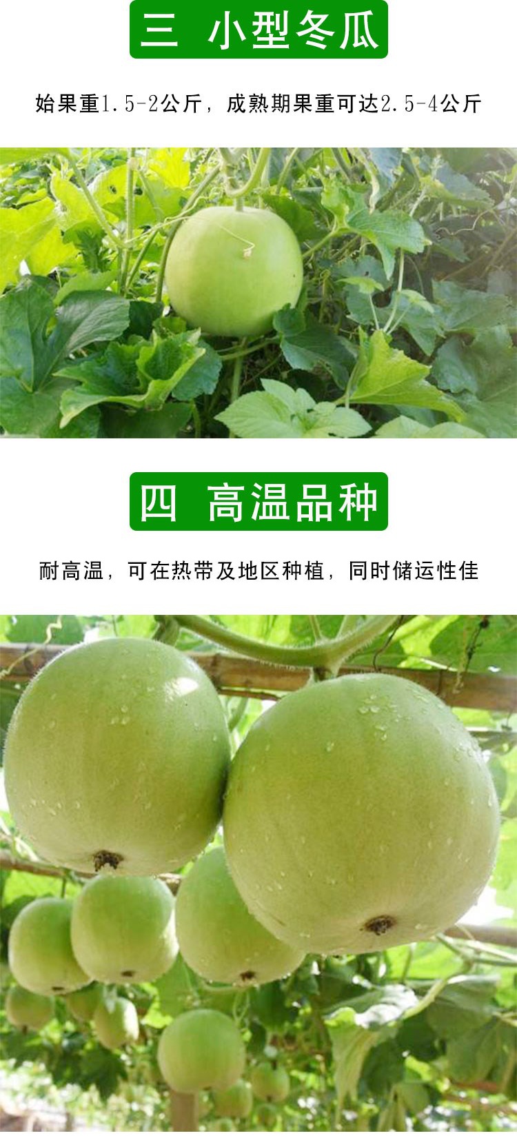 香芋冬瓜种籽 小冬瓜种子蔬菜孑四季阳台春季盆栽苗芋头香味东瓜