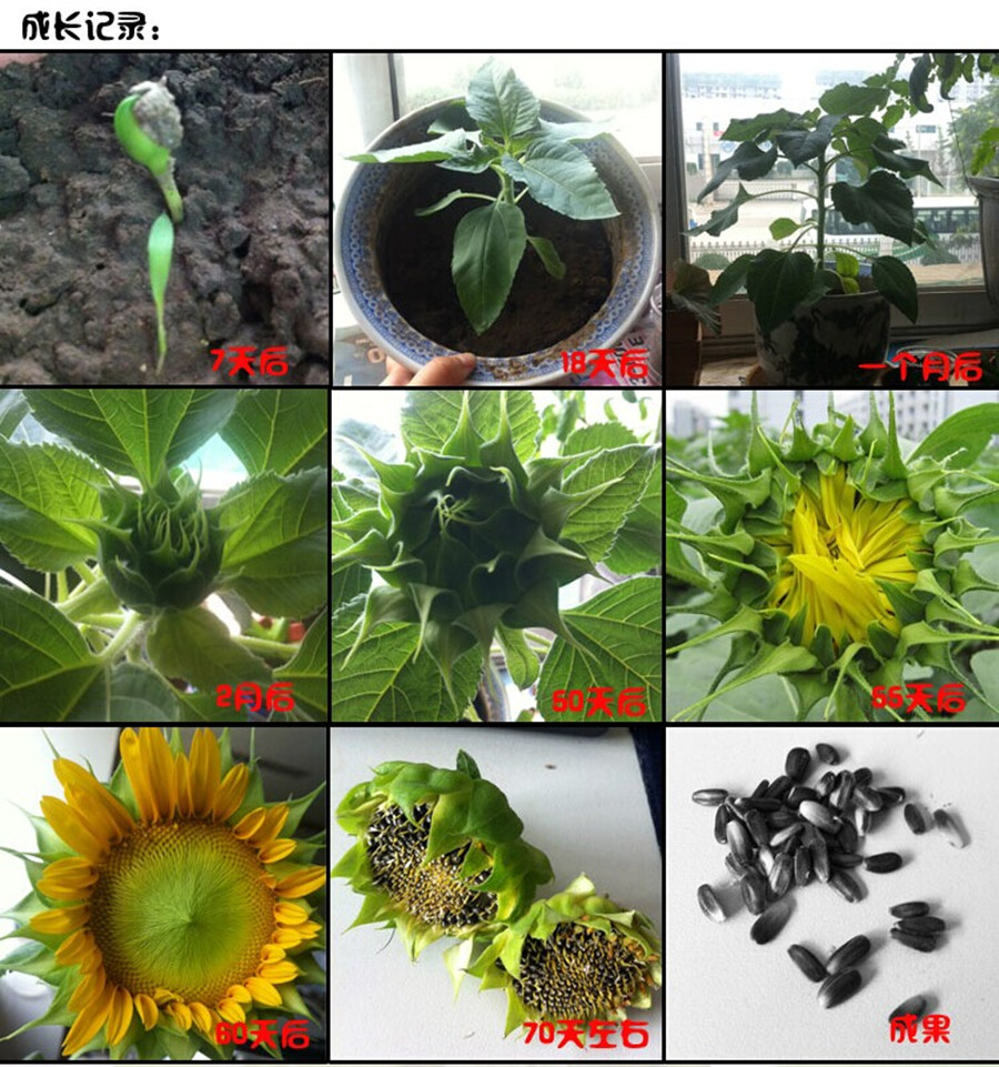 子暄矮向日葵盆栽庭院花卉种子花种子花种子四季播易种