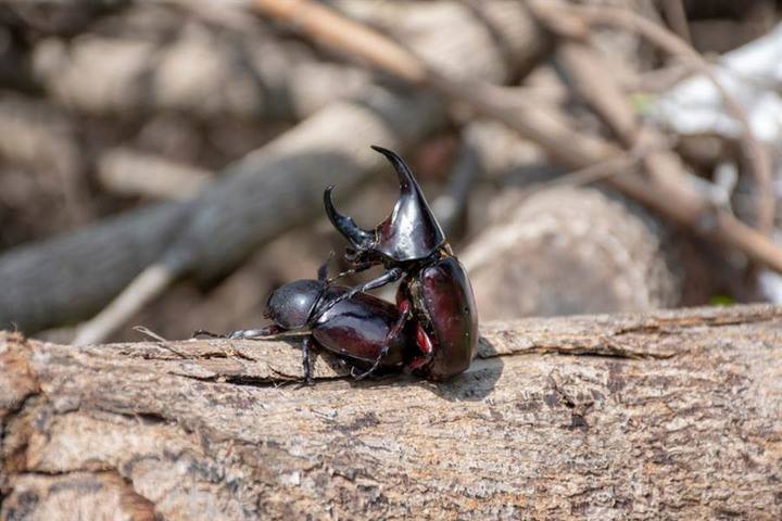 仙成虫母虫甲虫独角仙活虫幼体成虫活物昆虫宠物一公一母幼虫套餐含