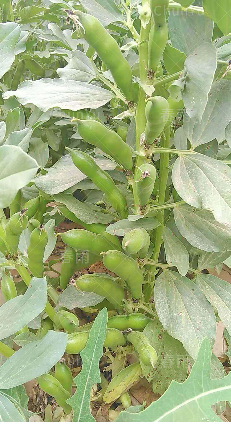 精居坊黑色大蚕豆种籽高产蚕豆特大黑胡