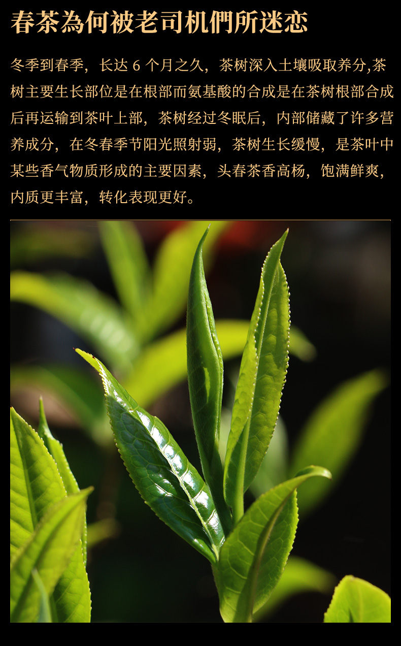 新益号2021头春春茶新茶叶古300老班章古树普洱茶生茶云南七子饼357g