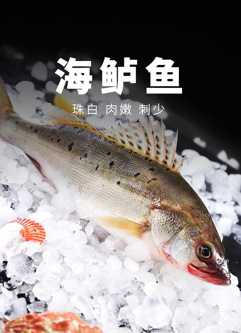 3斤装鲜冻鲈鱼450550克条3条