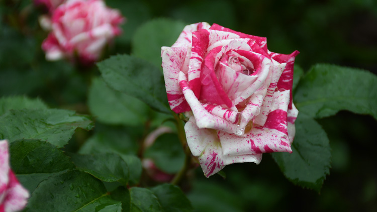 阳台微型月季闪电舞条纹多头盆栽微月观花绿植四季花卉绿色植物