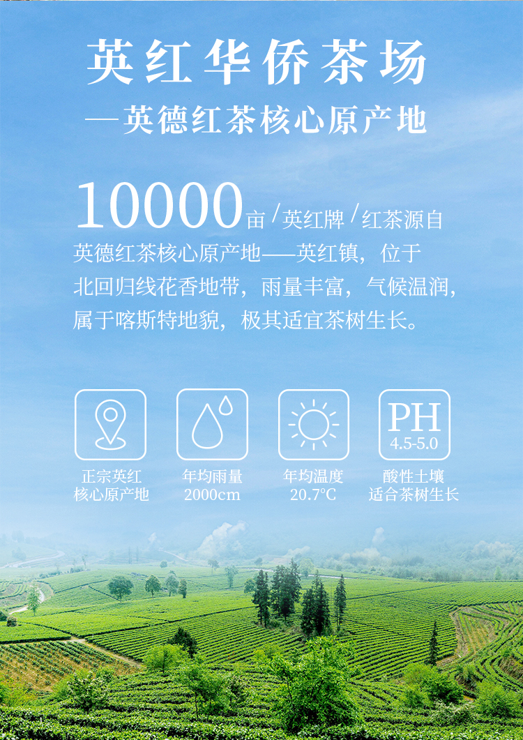 2022明前春茶新茶英红九号英德红茶特级茶叶罐装茶节日送礼佳品