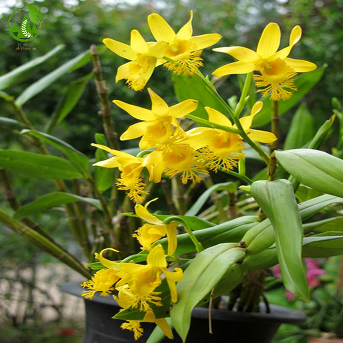 长苏小鼓槌石斛花卉苗四季绿植物室内窗阳台无土盆栽观赏吊兰花1012茎