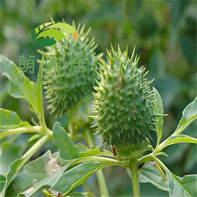 子暄 萌肉居曼陀罗种子新采中药种子药材种子 100克【价格 图片 品牌