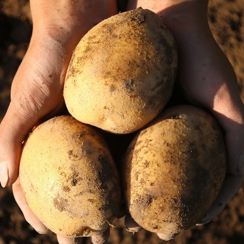 西伯利亚土豆图片