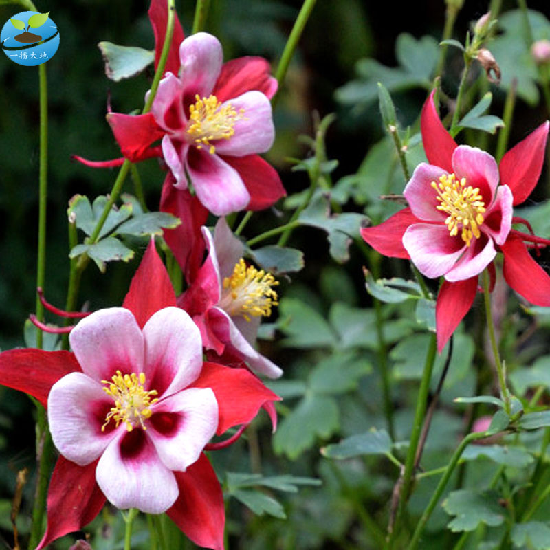 子喧一播大地四季播种耐寒自然越冬庭院景耧斗菜种子观阳台盆栽花卉