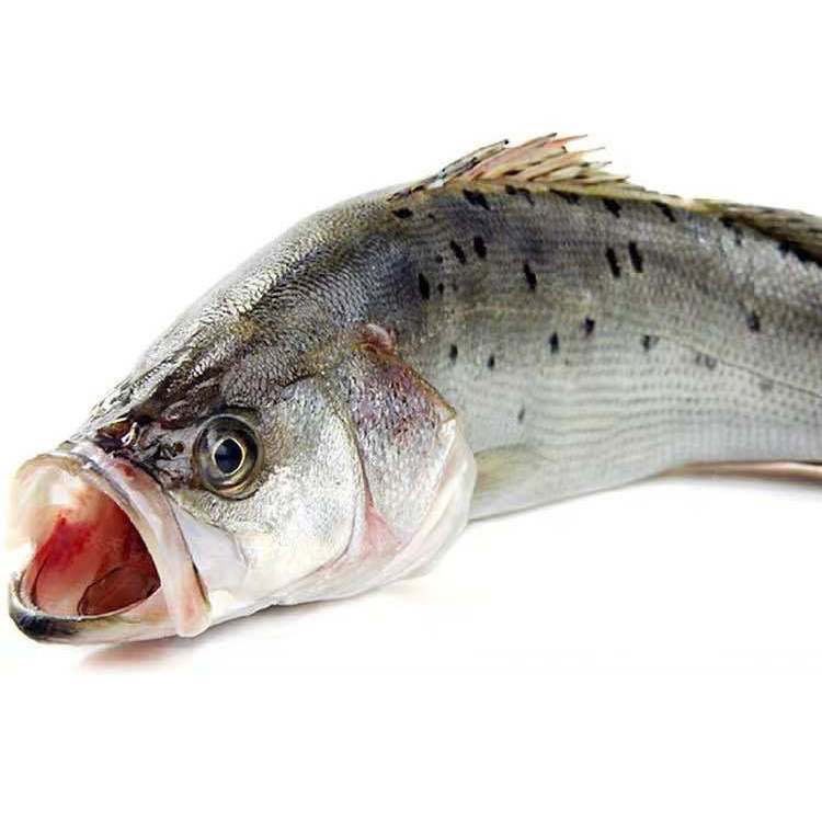 海鲈鱼新鲜冷冻赛花鲈鱼鲜活海鲜鱼七星鲈鱼深海鱼小海鱼每条12斤以上