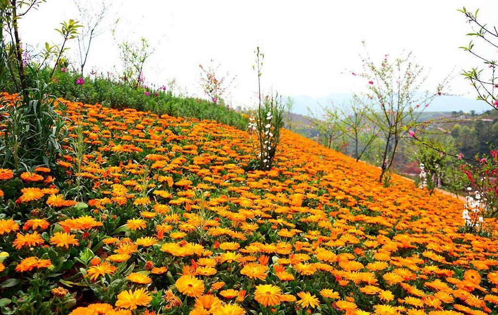 子暄金盏菊种子庭院花种子园林绿化植物花海冬季耐寒花坛景区花种子