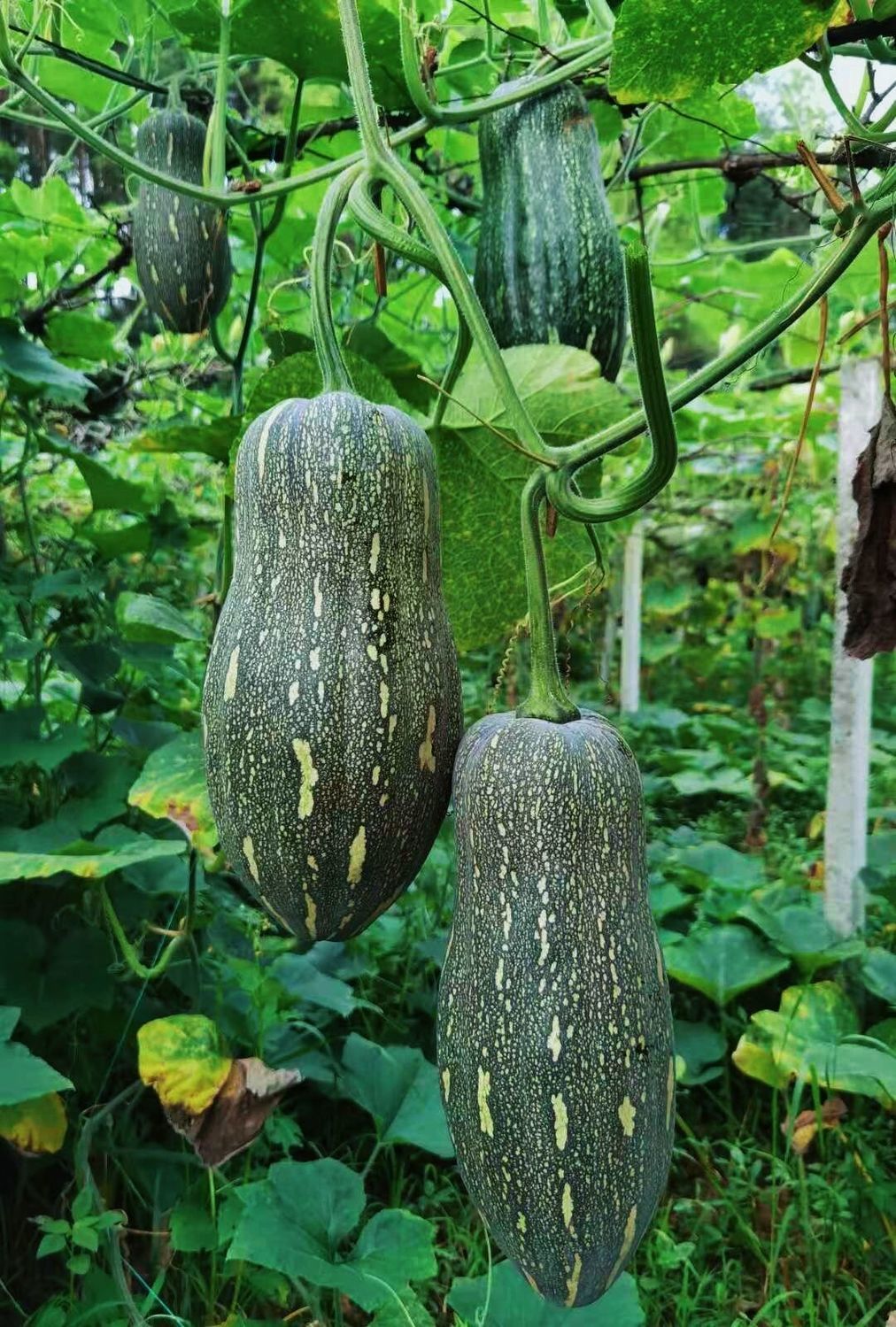 老南瓜批发当季新鲜农家板栗味超甜粉糯黄南瓜辅食牛腿长南瓜 价格